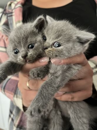 Wunderschöne Bkh Kitten