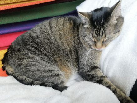 Tollste Katze an passende Person(en) abzugeben