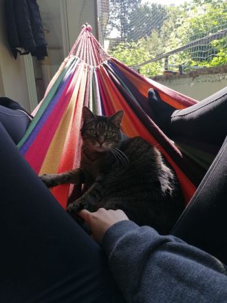 Tollste Katze an passende Person(en) abzugeben