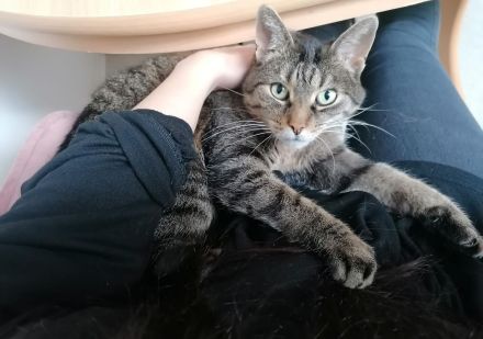 Tollste Katze an passende Person(en) abzugeben