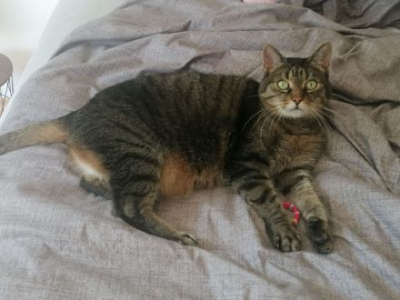 Tollste Katze an passende Person(en) abzugeben