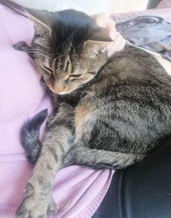 Tollste Katze an passende Person(en) abzugeben