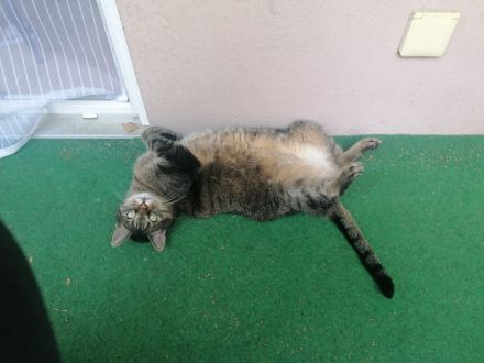 Tollste Katze an passende Person(en) abzugeben