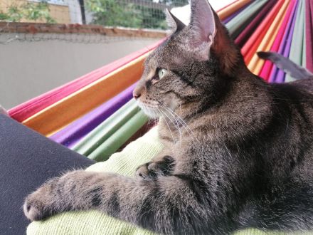 Tollste Katze an passende Person(en) abzugeben