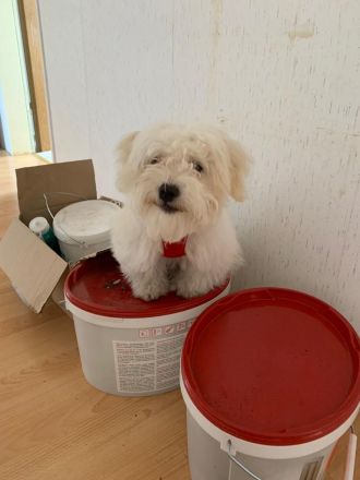 Malteser Welpe 5 Monate alt