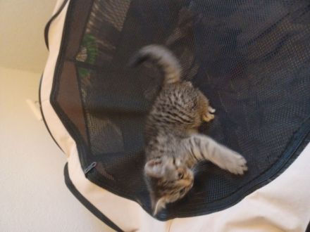 BKH Silver Tabby Whiskas Kitten