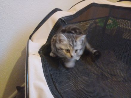 BKH Silver Tabby Whiskas Kitten