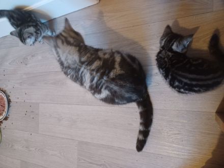 BKH Silver Tabby Whiskas Kitten