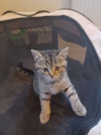 BKH Silver Tabby Whiskas Kitten