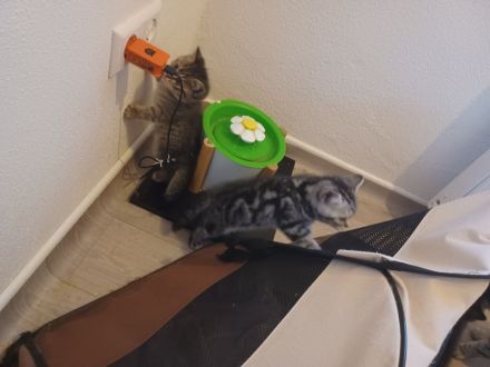 BKH Silver Tabby Whiskas Kitten