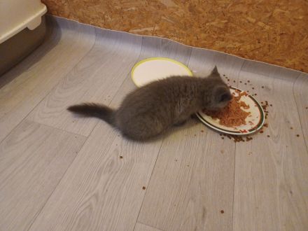 BKH Silver Tabby Whiskas Kitten