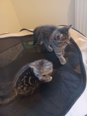 BKH Silver Tabby Whiskas Kitten