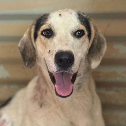 Rüde Mateo / männlich / noch in Griechenland