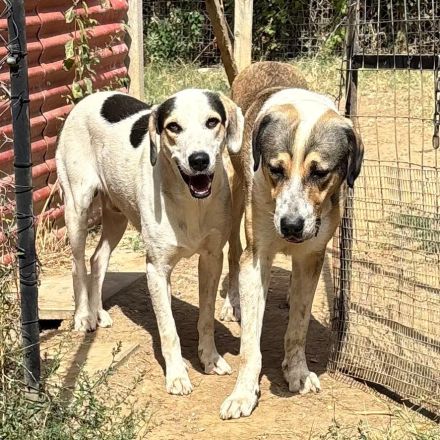 Rüde Mateo / männlich / noch in Griechenland