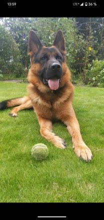 Deckrüde Deutscher Schäferhund