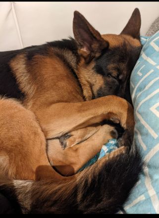 Deckrüde Deutscher Schäferhund