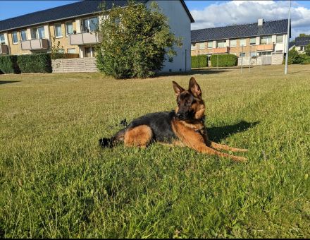 Deckrüde Deutscher Schäferhund