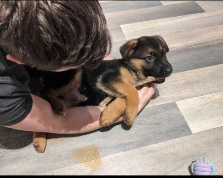 Deckrüde Deutscher Schäferhund