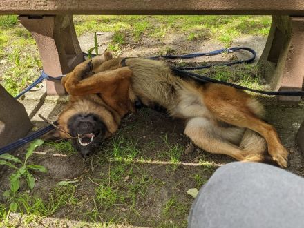 Deckrüde Deutscher Schäferhund