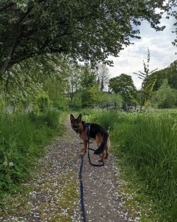 Deckrüde Deutscher Schäferhund