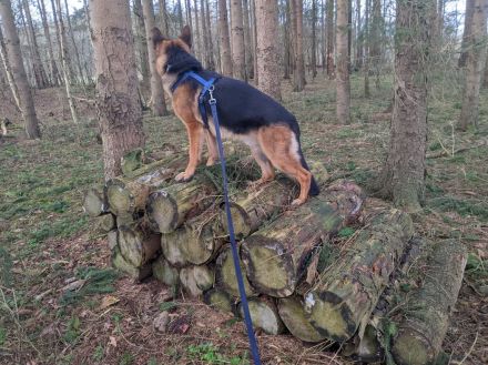 Deckrüde Deutscher Schäferhund