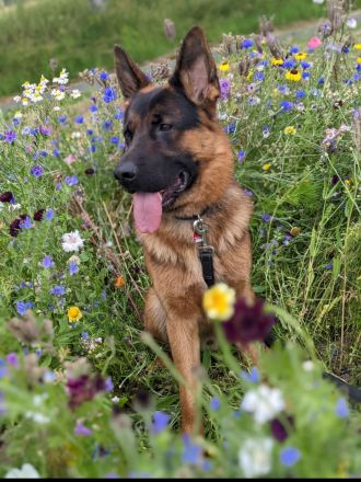 Deckrüde Deutscher Schäferhund