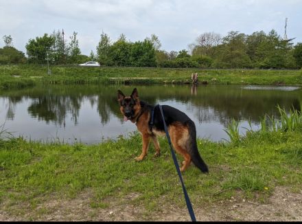 Deckrüde Deutscher Schäferhund