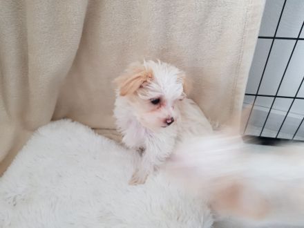 Yorkshire Terrier Welpen