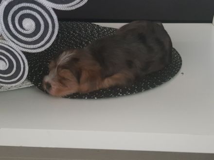 Yorkshire Terrier Welpen