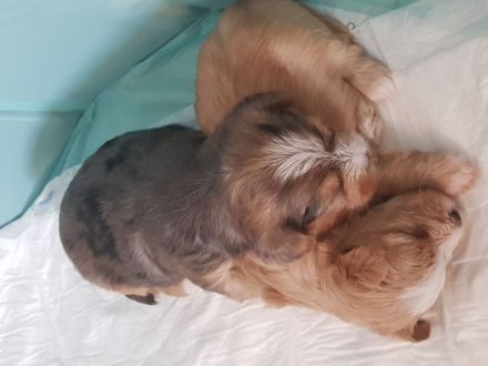 Yorkshire Terrier Welpen