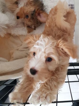 Yorkshire Terrier Welpen