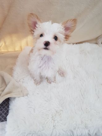 Yorkshire Terrier Welpen