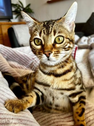 Bengal Katzen