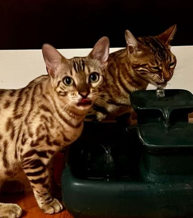 Bengal Katzen