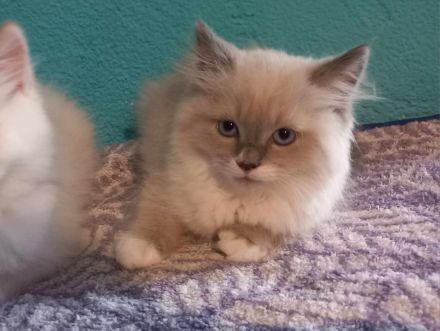 Perser -Maine -Conne -Ragdoll Kitten