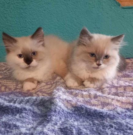 Perser -Maine -Conne -Ragdoll Kitten