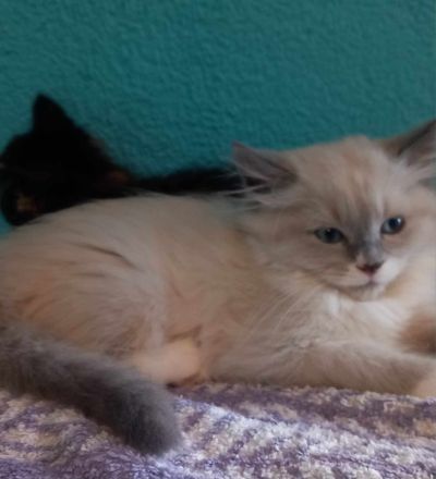 Perser -Maine -Conne -Ragdoll Kitten