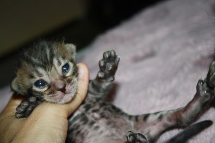 Bengal Kitten - Mega Farben und Kontraste - mit Traum WESEN - Bengalen XXL Rosetten