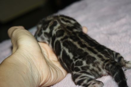 Bengal Kitten - Mega Farben und Kontraste - mit Traum WESEN - Bengalen XXL Rosetten