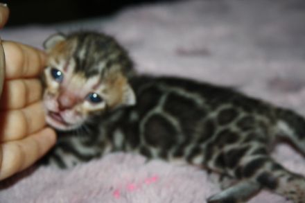 Bengal Kitten - Mega Farben und Kontraste - mit Traum WESEN - Bengalen XXL Rosetten