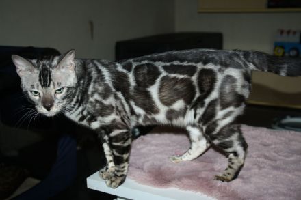 Bengal Kitten - Mega Farben und Kontraste - mit Traum WESEN - Bengalen XXL Rosetten