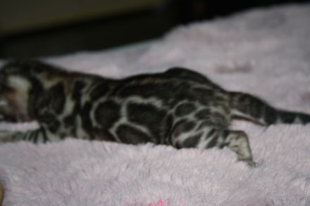 Bengal Kitten - Mega Farben und Kontraste - mit Traum WESEN - Bengalen XXL Rosetten