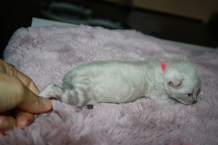 Bengal Kitten - Mega Farben und Kontraste - mit Traum WESEN - Bengalen XXL Rosetten