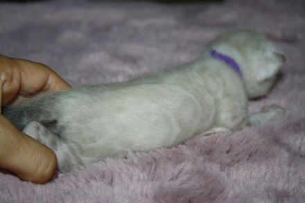 Bengal Kitten - Mega Farben und Kontraste - mit Traum WESEN - Bengalen XXL Rosetten