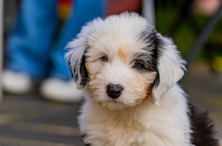 unser Bobtail D-Wurf ist da :D