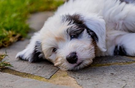 unser Bobtail D-Wurf ist da :D