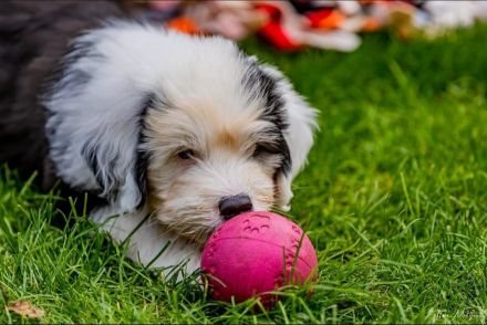 unser Bobtail D-Wurf ist da :D