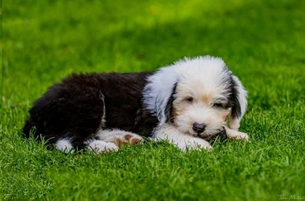 unser Bobtail D-Wurf ist da :D