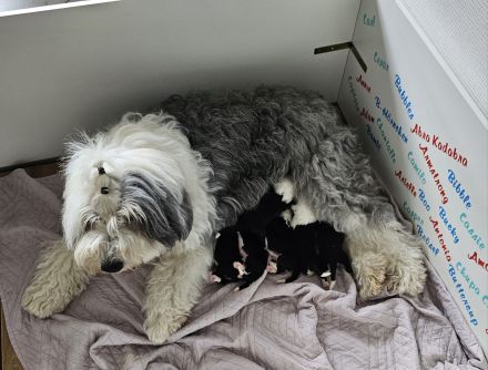 unser Bobtail D-Wurf ist da :D