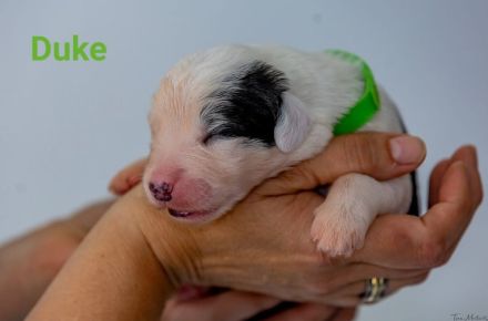 unser Bobtail D-Wurf ist da :D